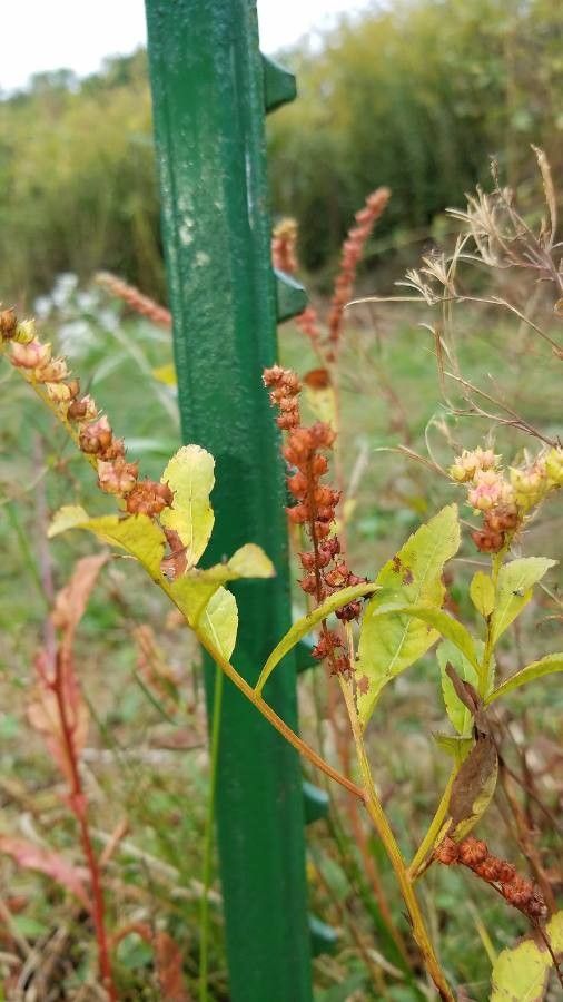 Penthorum sedoides habit