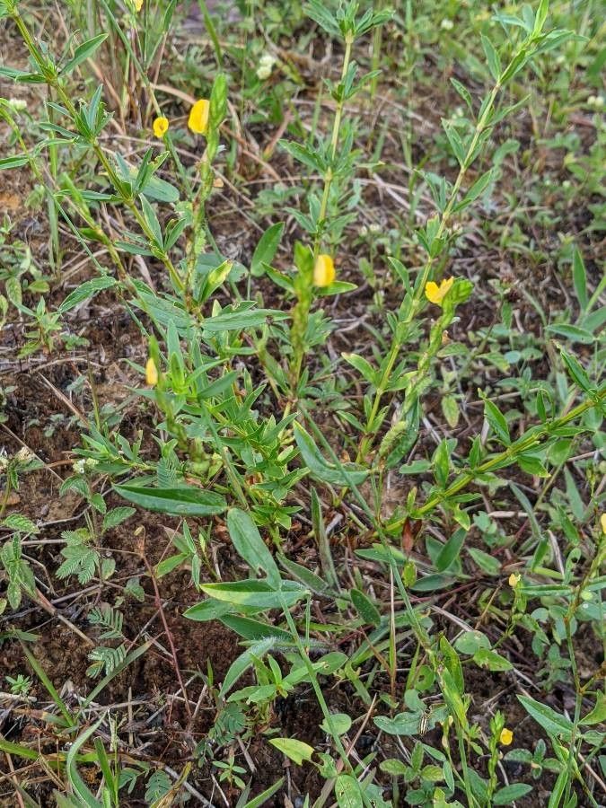 Zornia latifolia habit