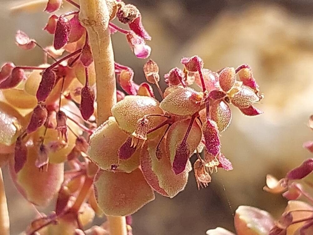 Coleus prostratus flower