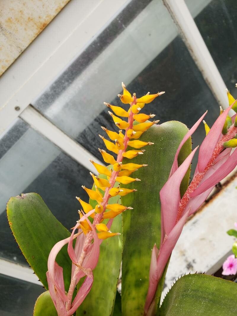 Aechmea nudicaulis flower