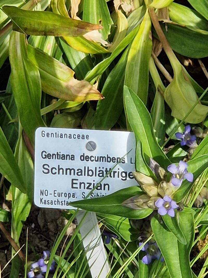 Gentiana decumbens other