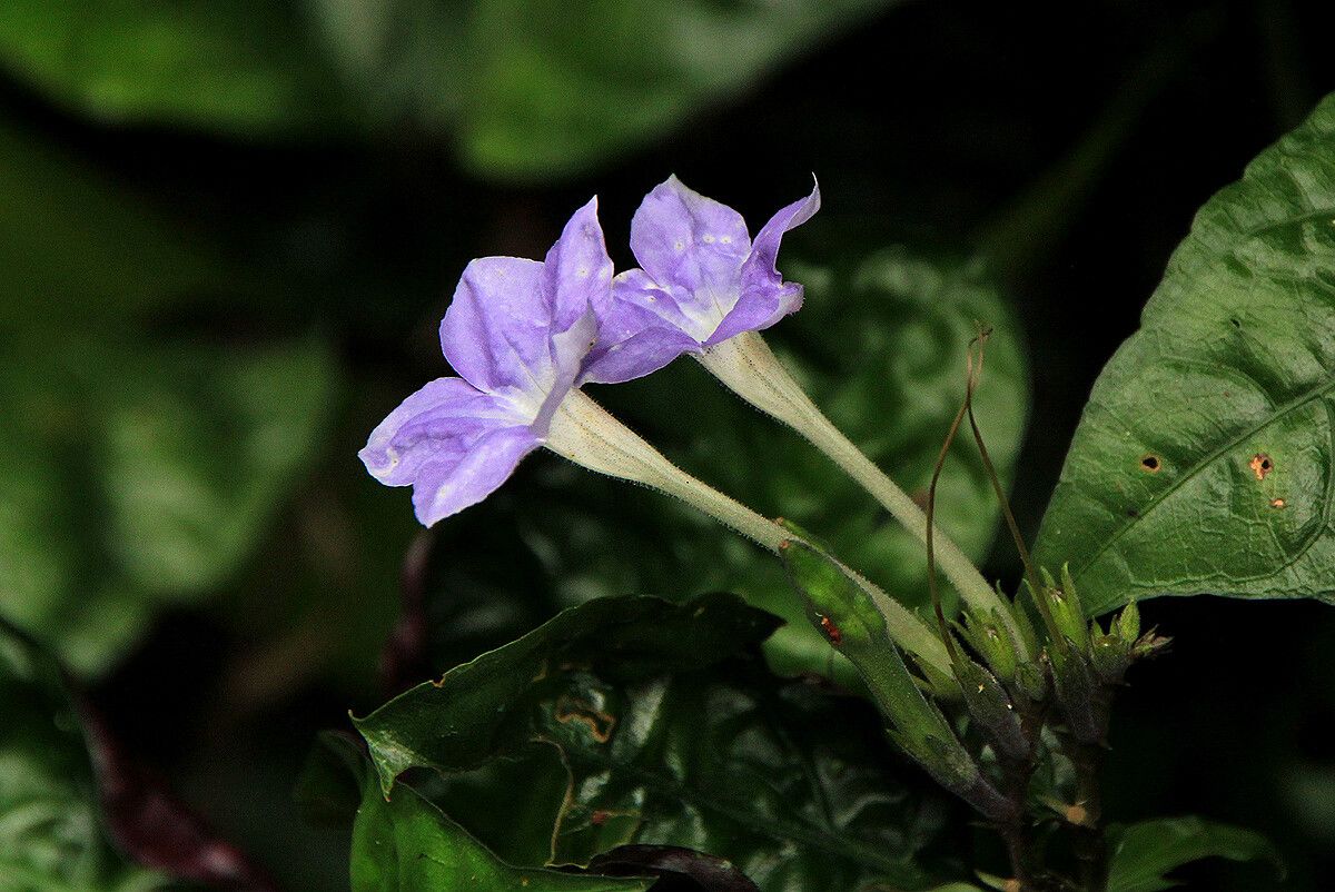 Asystasia vogeliana — search result for 'Asystasia'