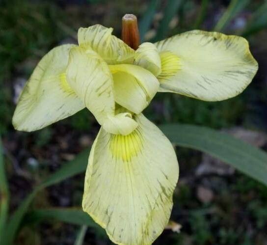 Moraea huttonii — houseplant care guide