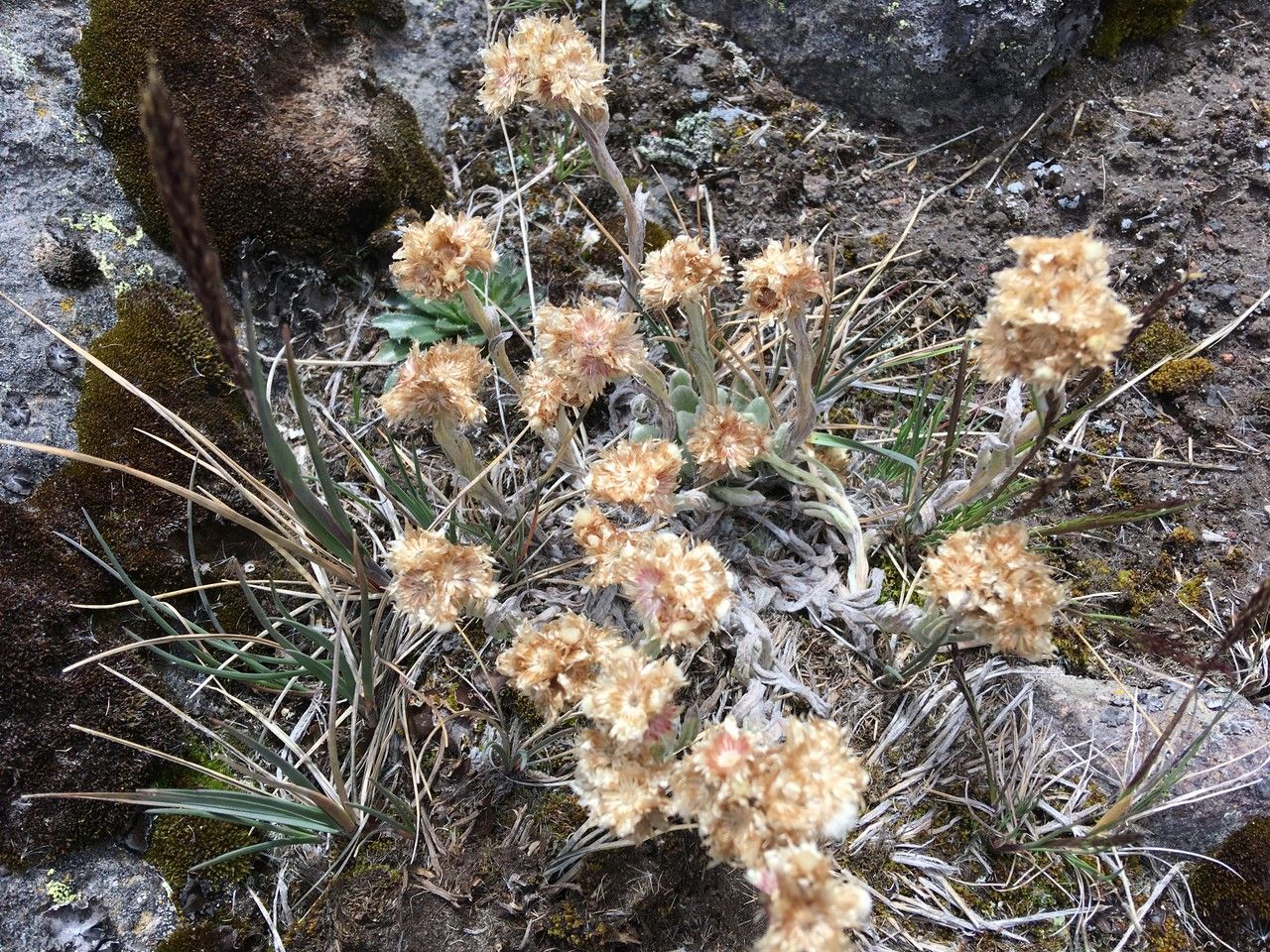 Pseudognaphalium liebmannii flower