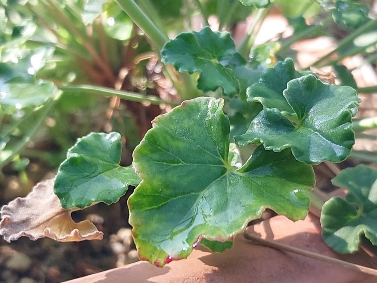 Pelargonium dichondrifolium leaf