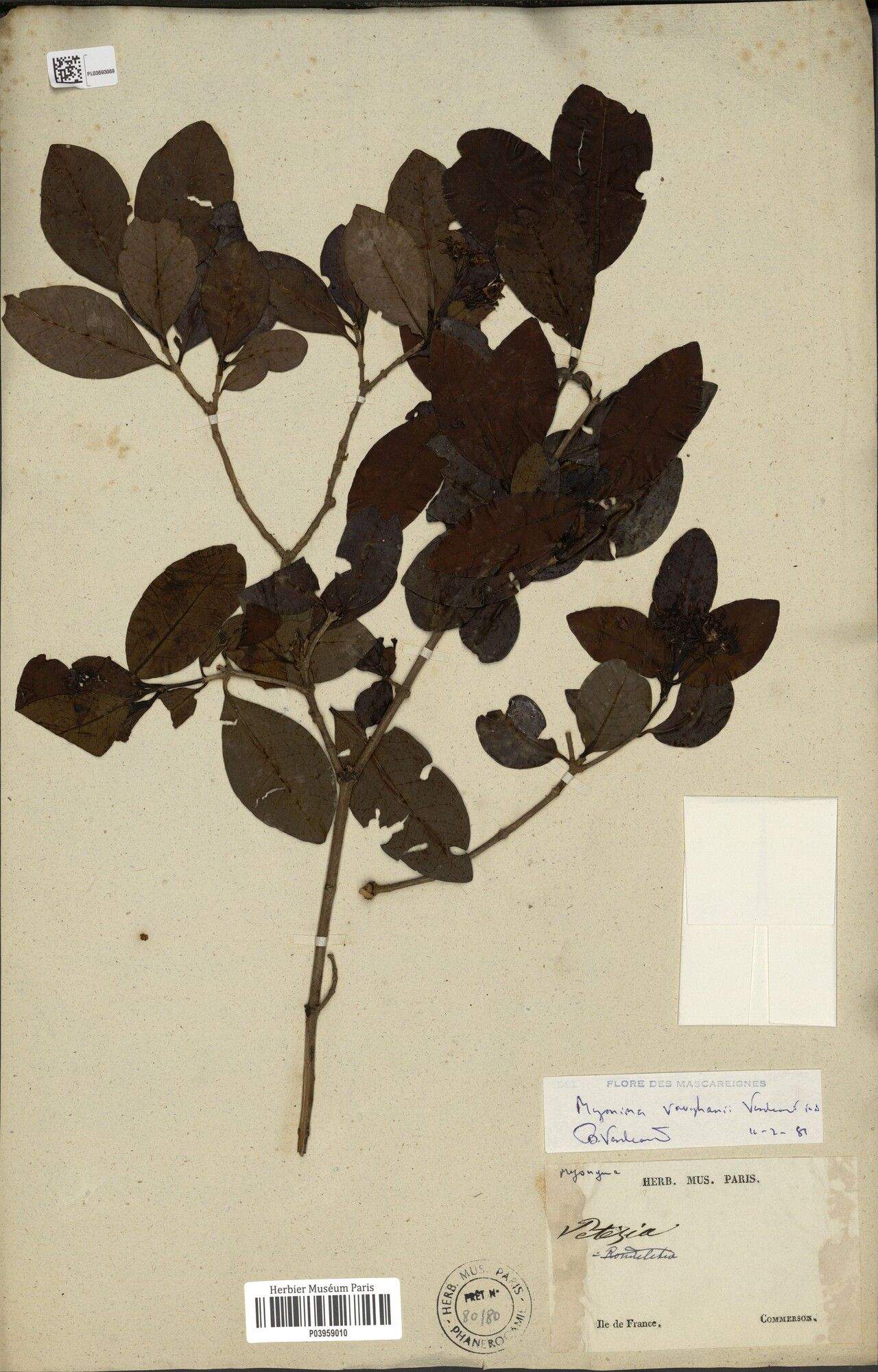 Ixora vaughanii — houseplant care guide