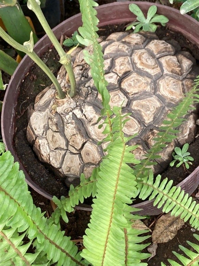 Dioscorea mexicana bark