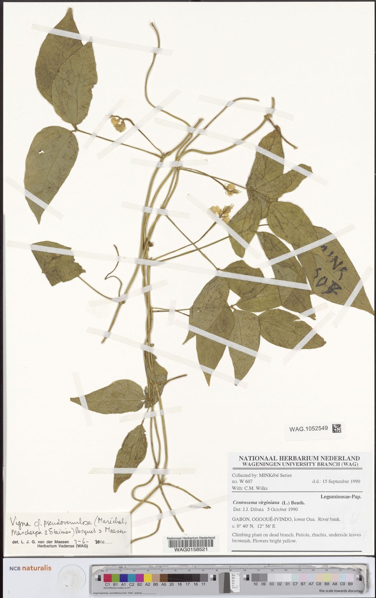 Vigna pseudovenulosa — search result for 'Vigna'