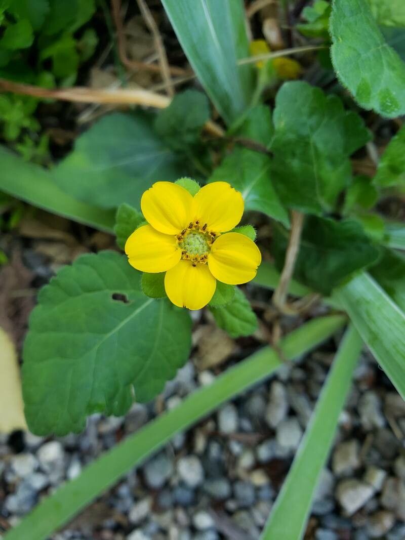 Chrysogonum virginianum flower