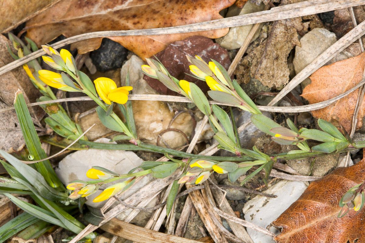 Genista januensis flower