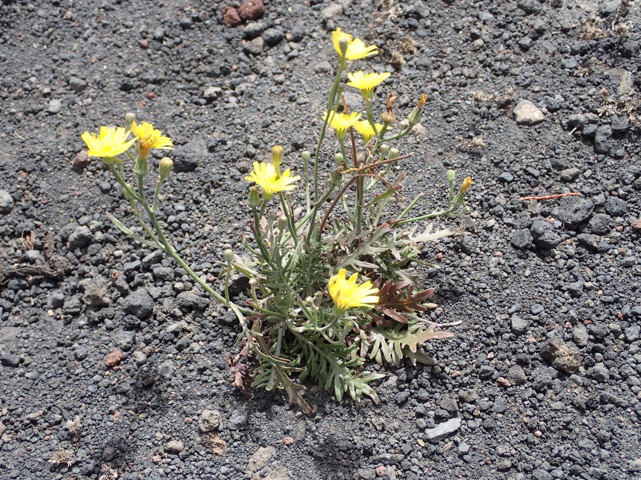 Tolpis laciniata habit