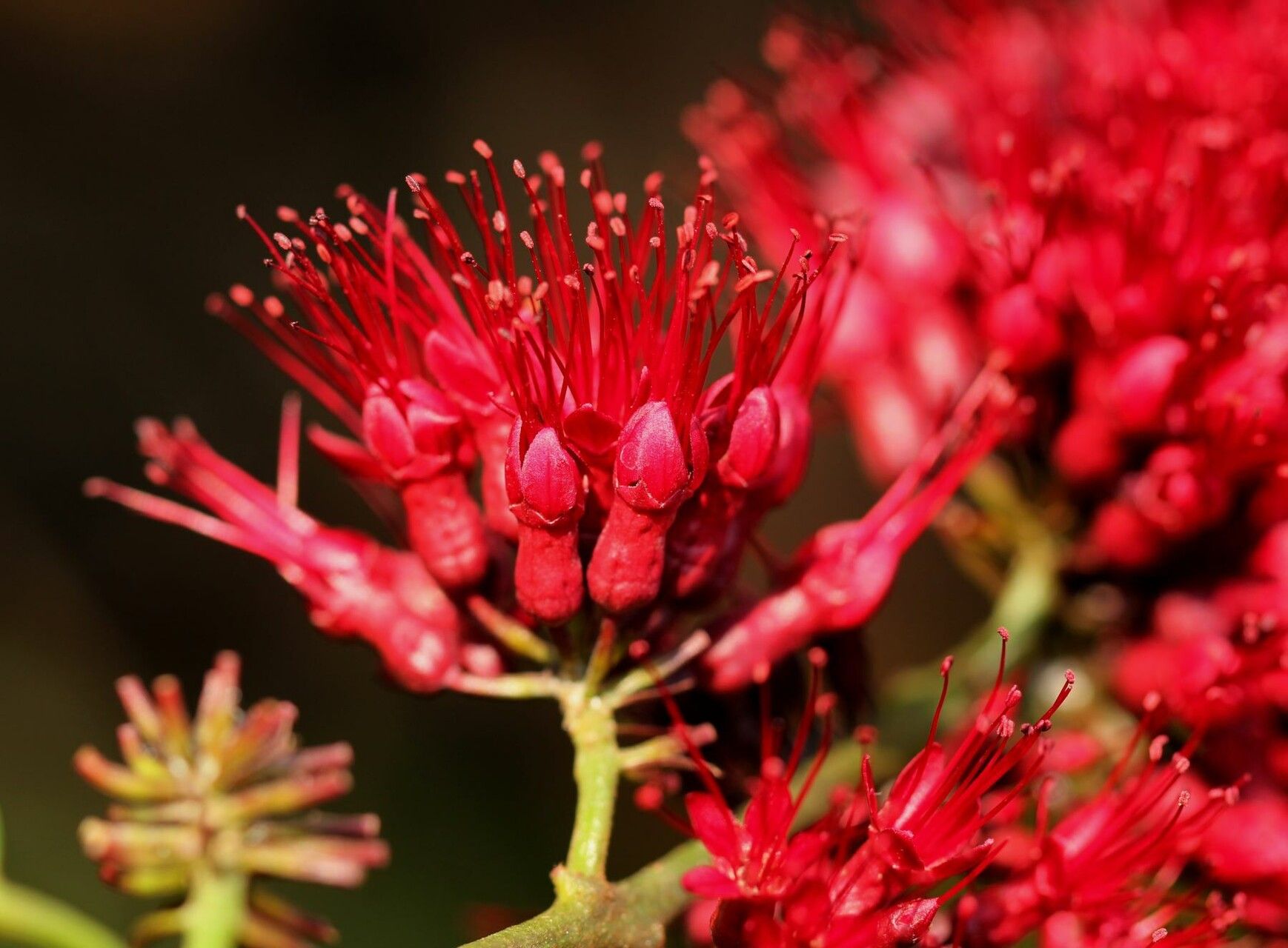 Combretum confertum — houseplant care guide