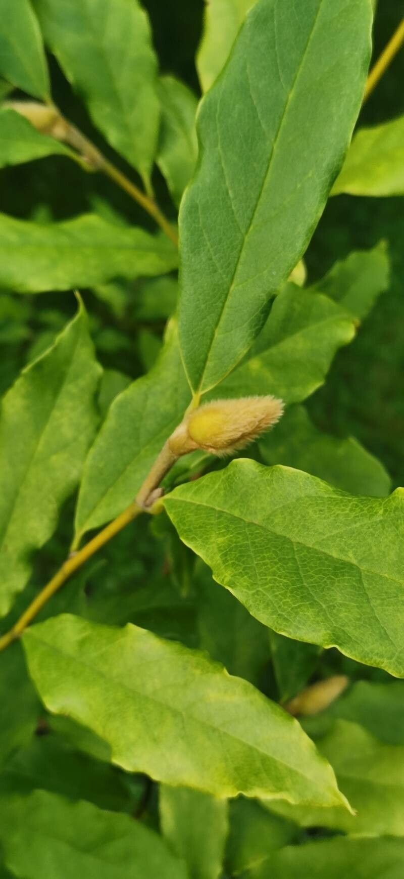 Magnolia sinostellata other