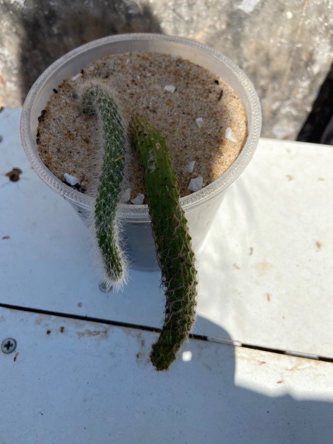 Cleistocactus chrysocephalus flower
