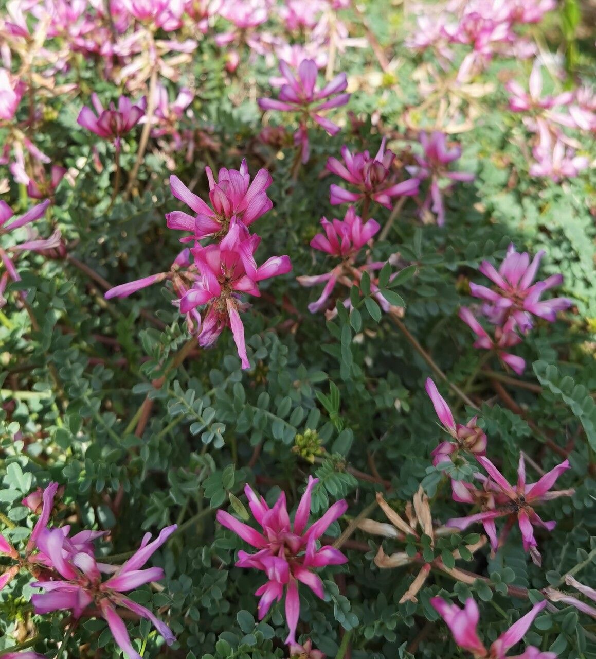 Sulla glomerata flower