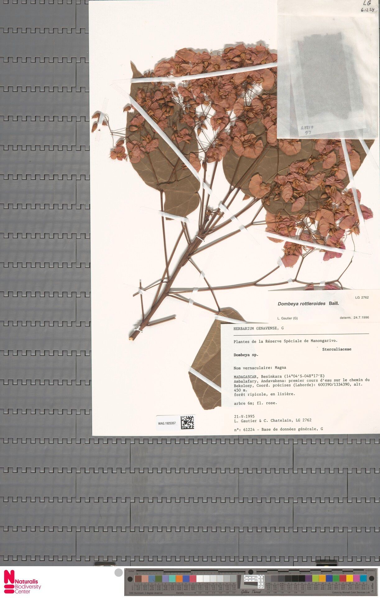 Dombeya rottleroides — houseplant care guide