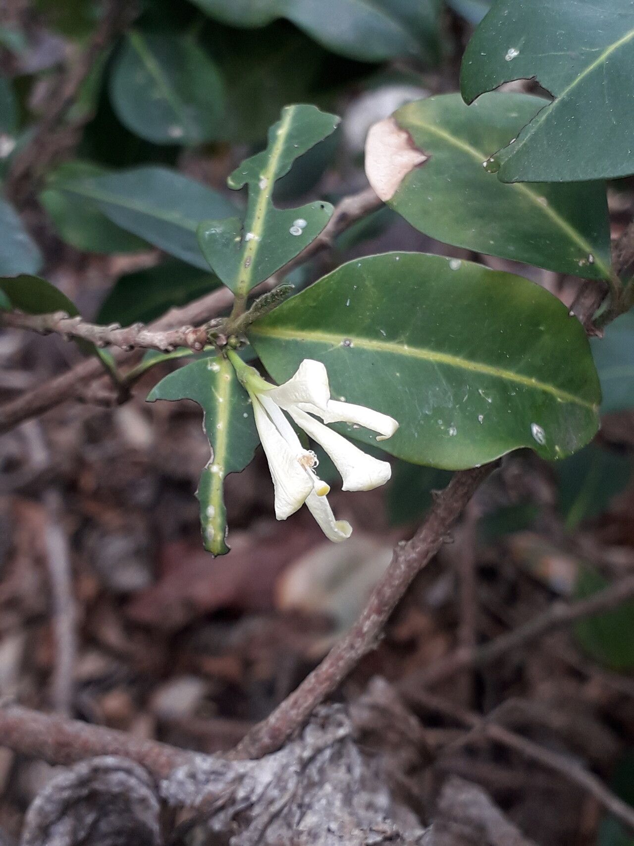 Turraea virens — houseplant care guide