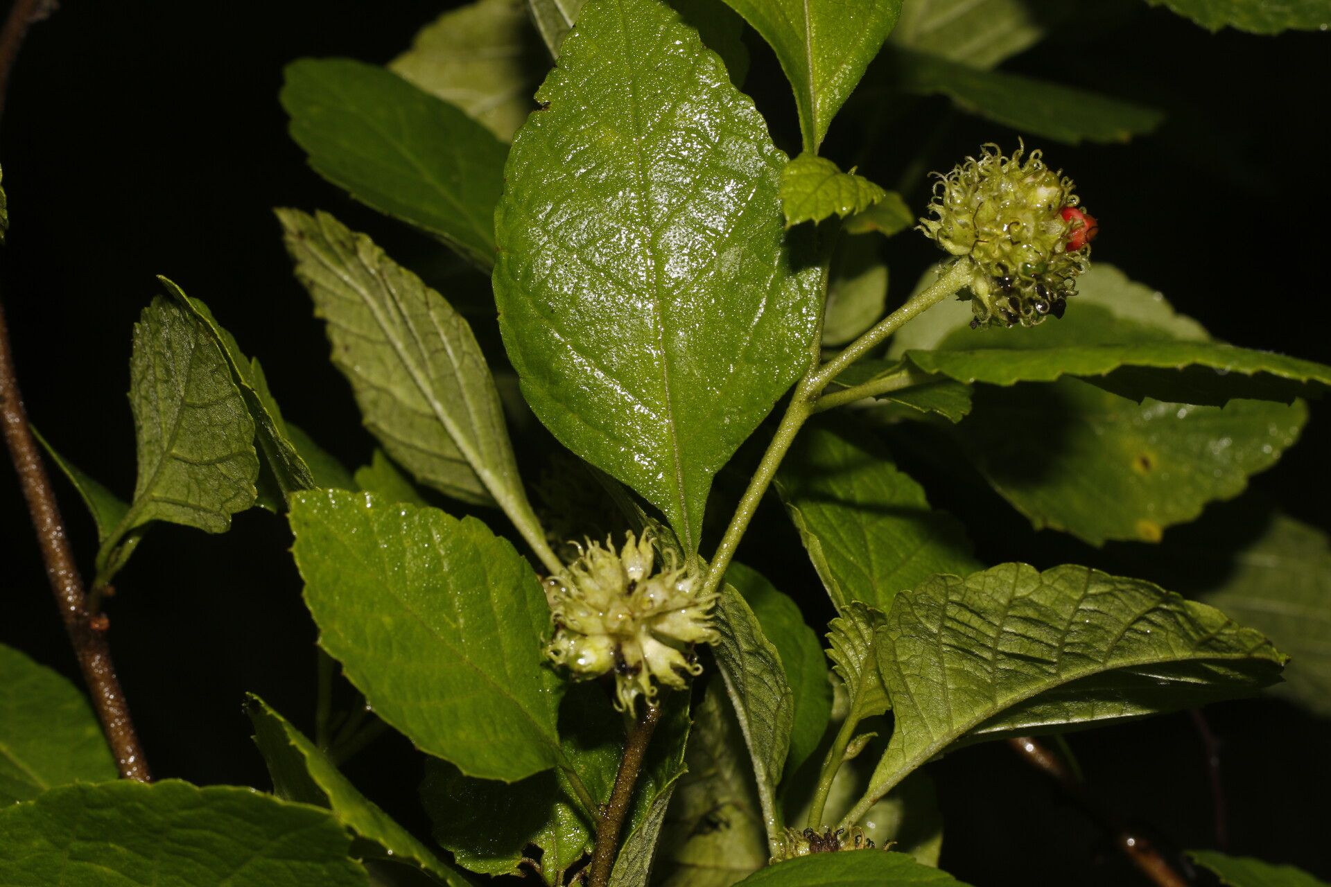 Varronia bullata — related species from the same genus