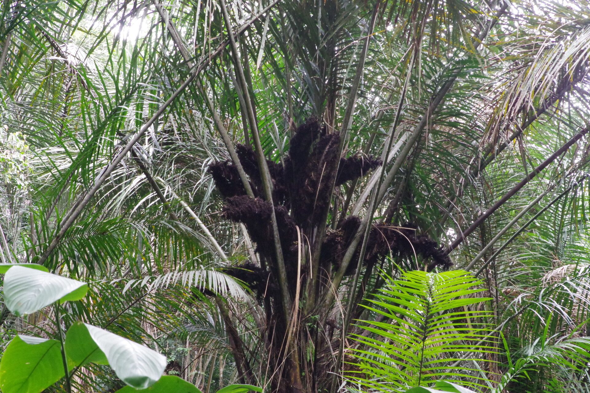Raphia monbuttorum habit
