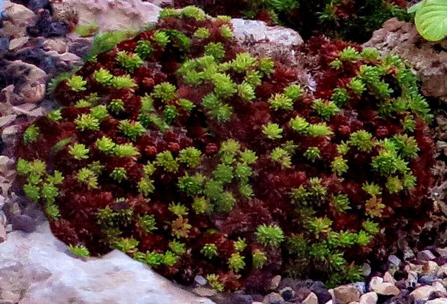 Saxifraga sancta habit