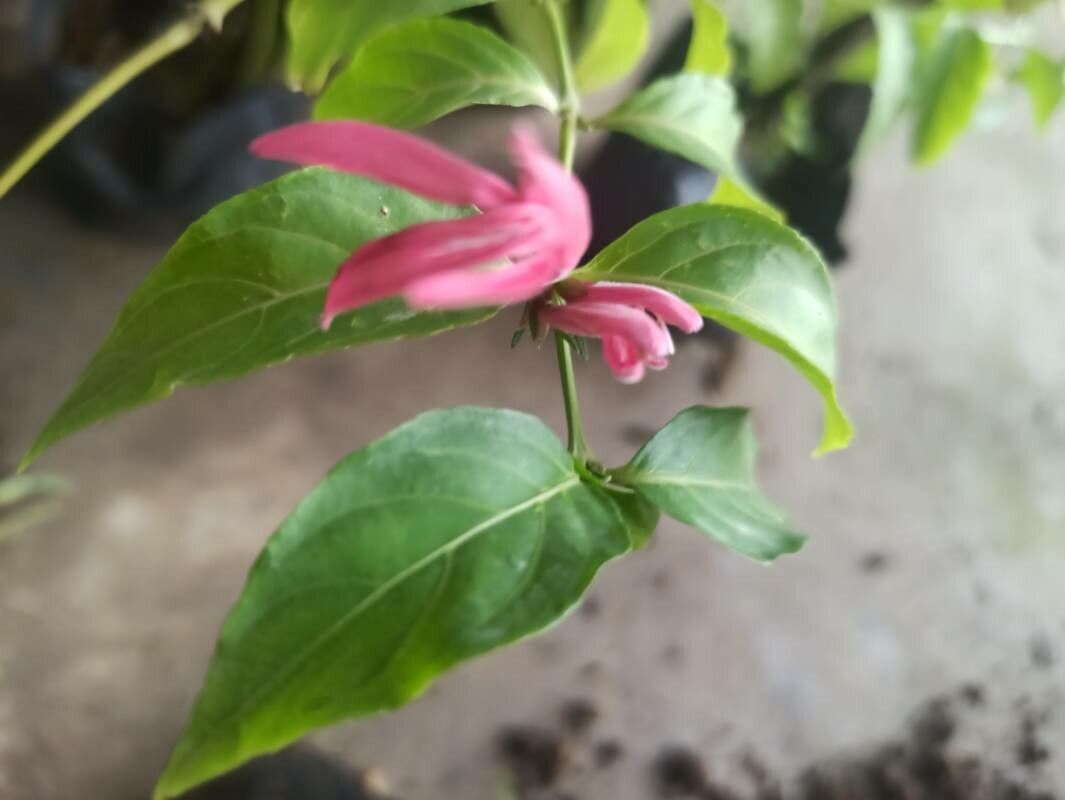 Dianthera candicans other