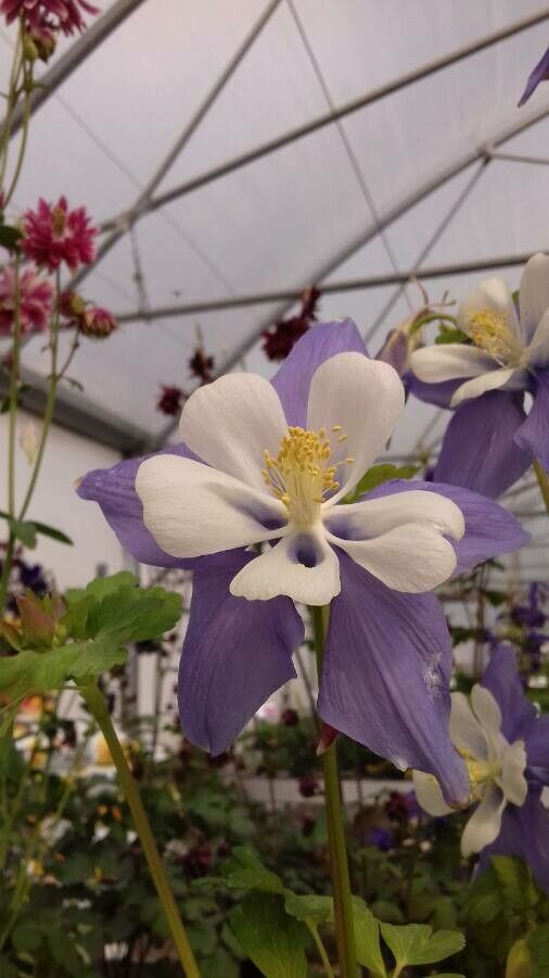Aquilegia saximontana flower