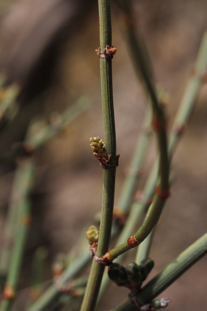 Ephedra breana flower