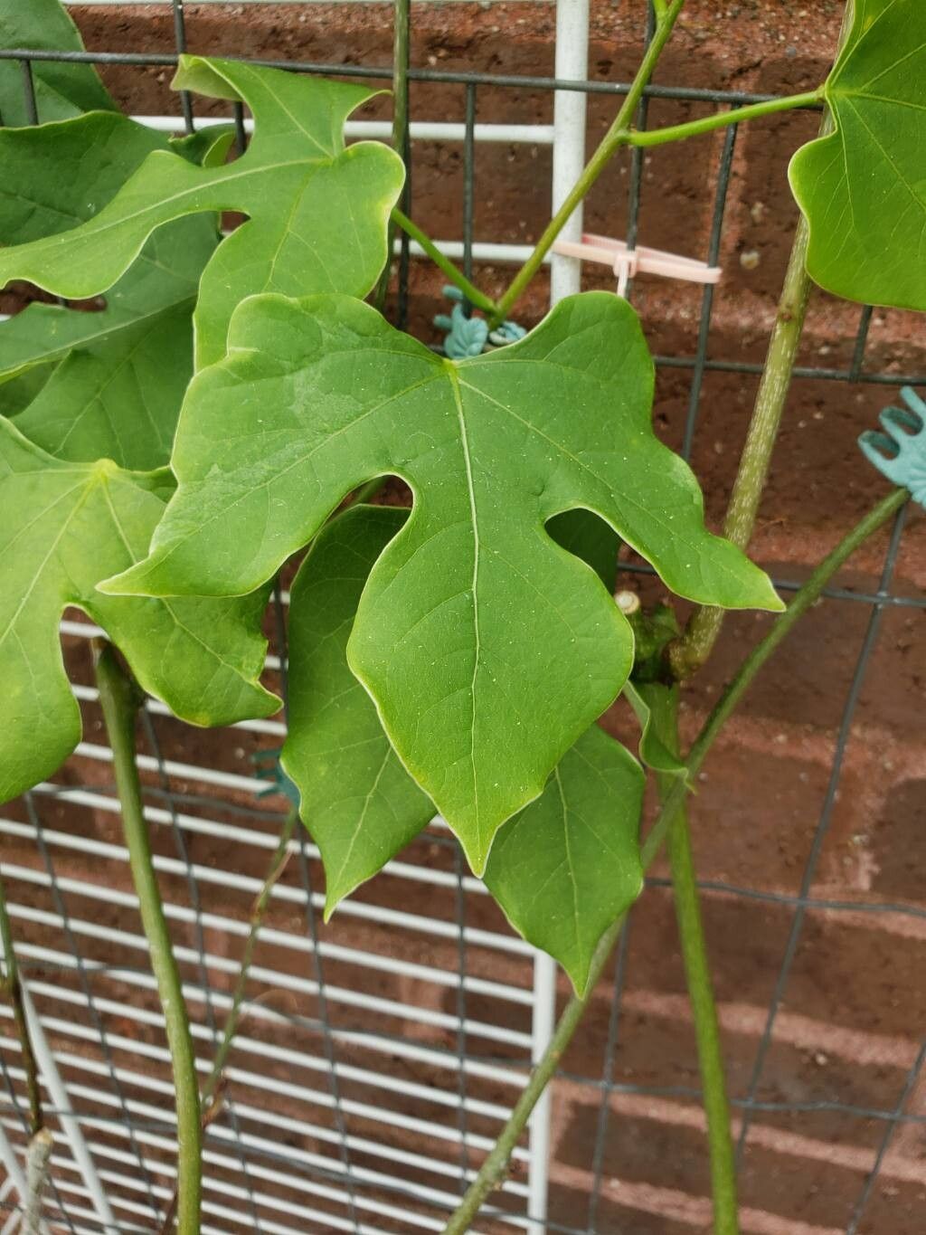 Adenia monadelpha — houseplant care guide