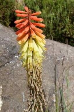 Kniphofia ritualis flower