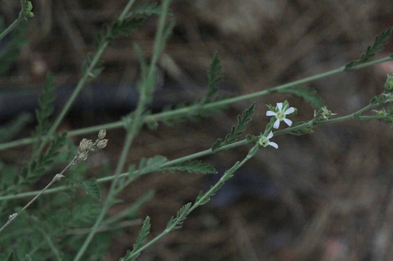 Potentilla rydbergii habit