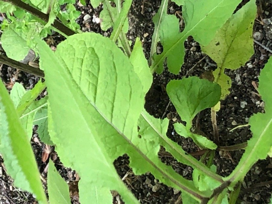 Lactuca plumieri — search result for 'Lactuca'