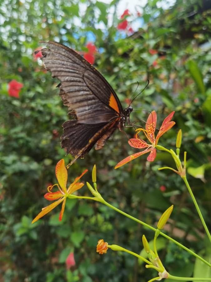 Iris domestica flower