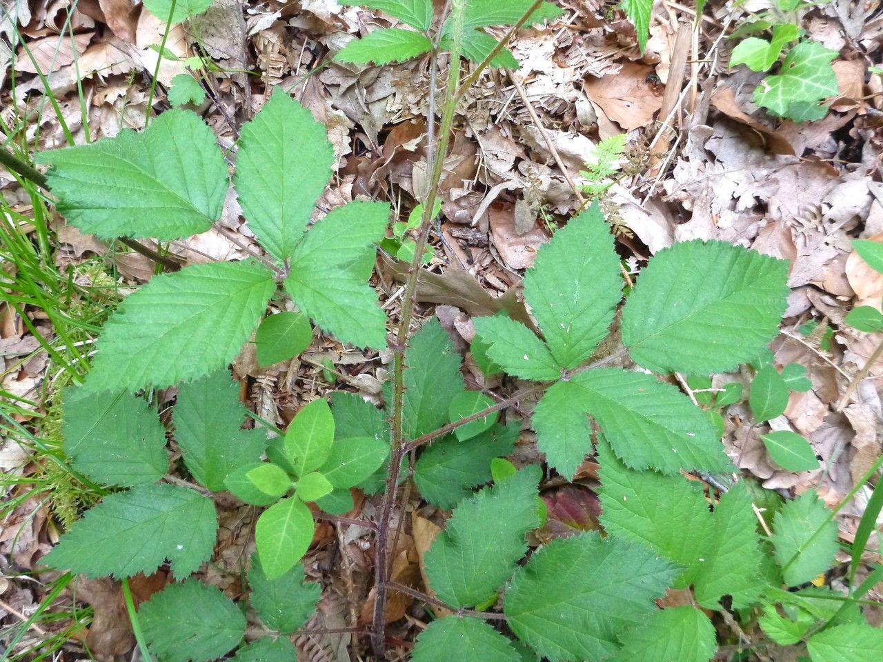 Rubus echinatus other