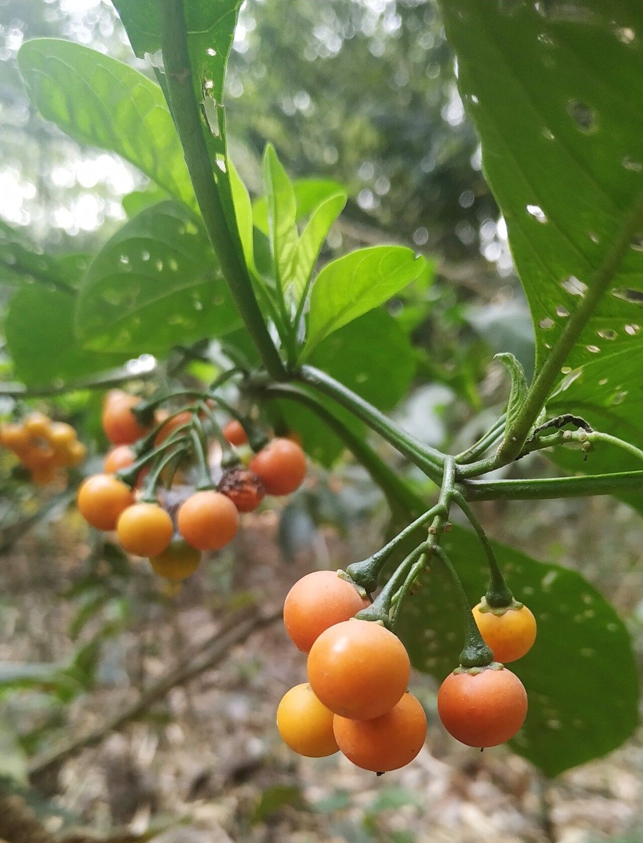 Solanum spirale fruit