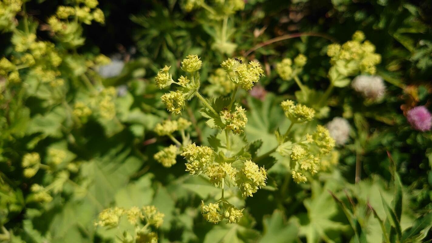 Artemisia stelleriana flower