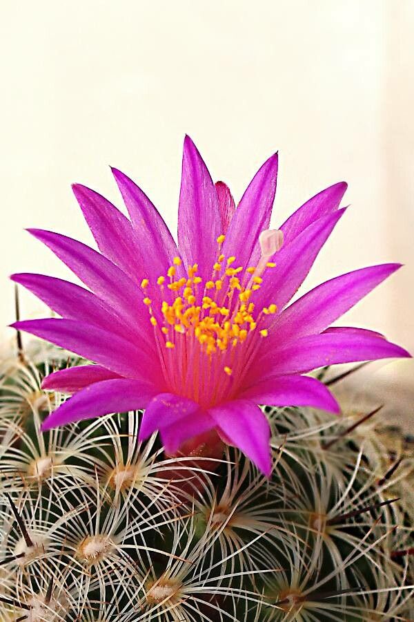 Mammillaria saboae flower