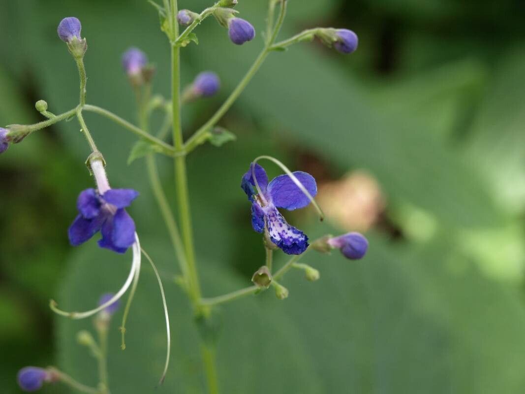Tripora divaricata flower