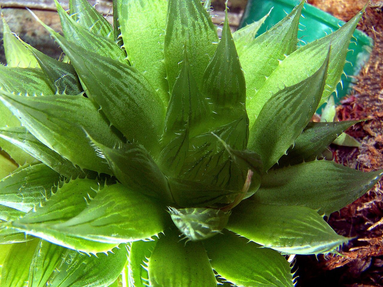 Haworthia mirabilis — search result for 'Mirabilis'