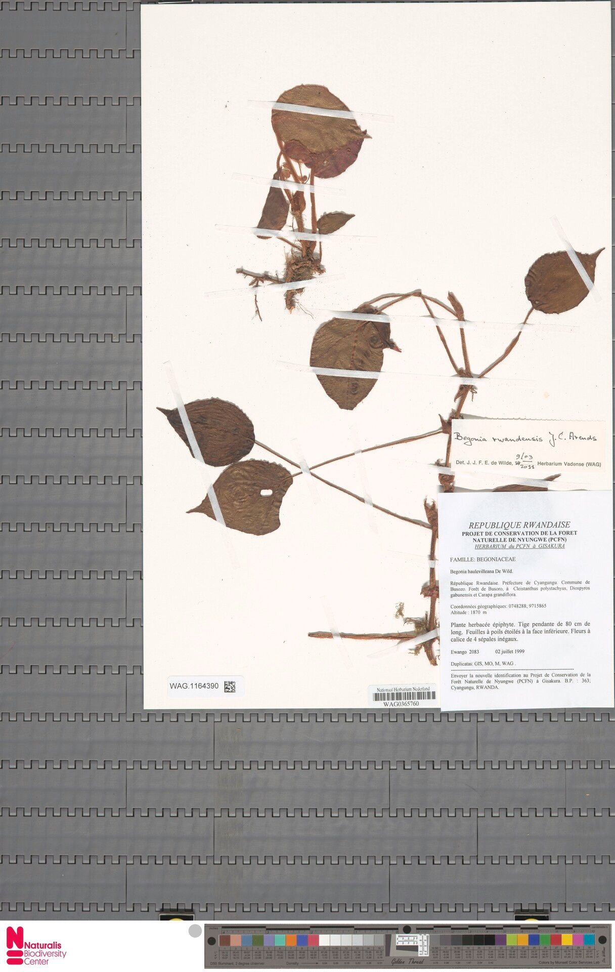 Begonia rwandensis — houseplant care guide