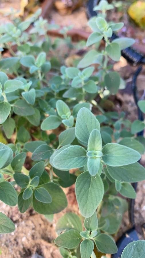 Micromeria fruticosa — search result for 'Clinopodium'