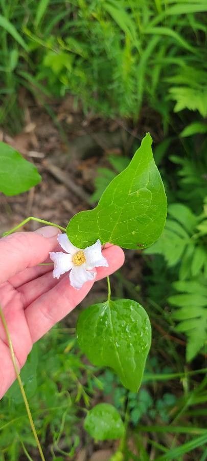 Clematis crispa — cold hardy houseplant