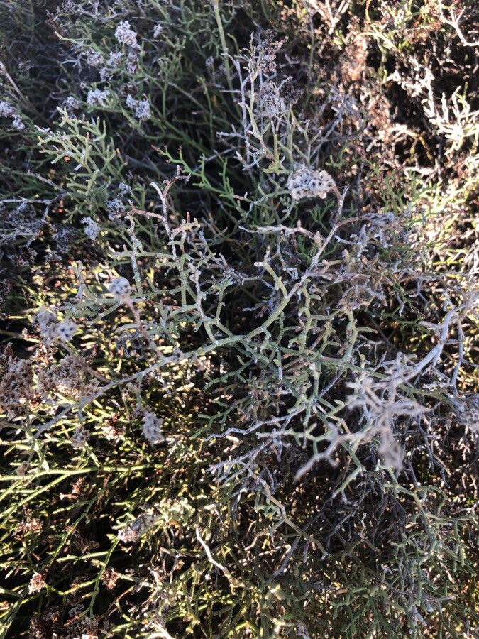 Limonium tuberculatum leaf