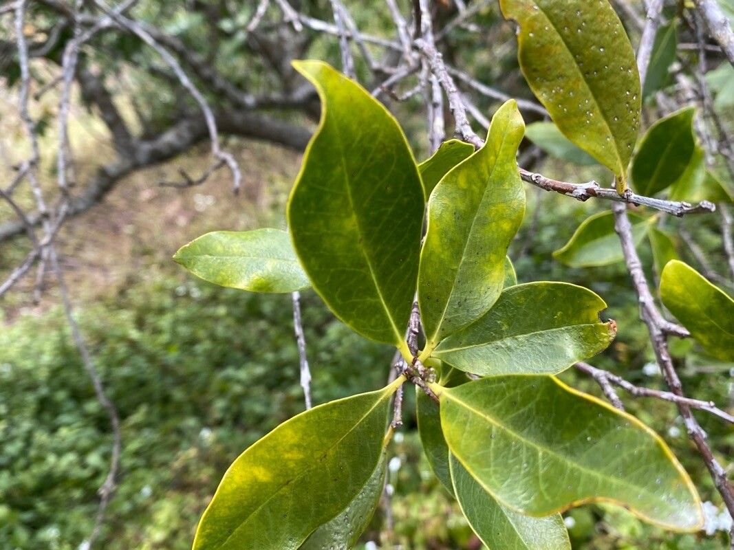 Santalum paniculatum — houseplant care guide