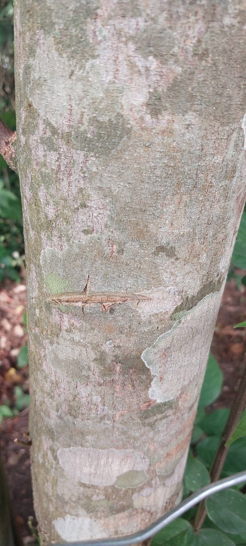 Millettia eetveldeana bark