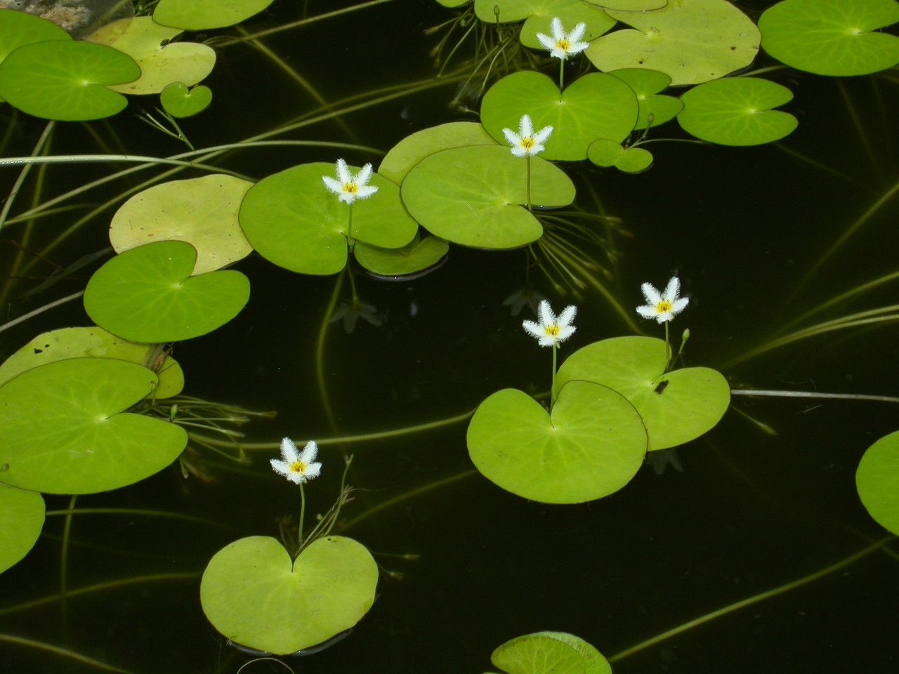 Nymphoides indica flower