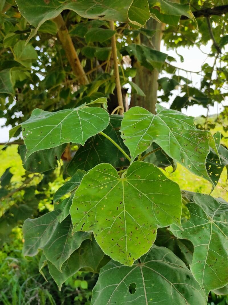 Sterculia setigera leaf