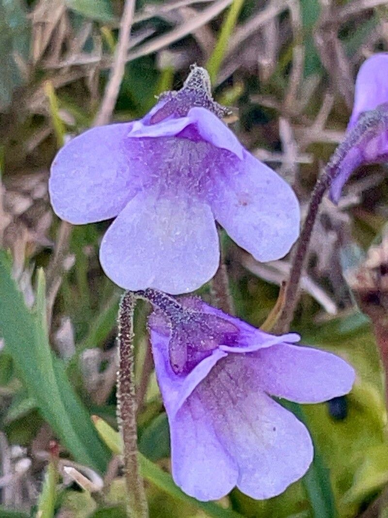 Pinguicula nevadensis flower