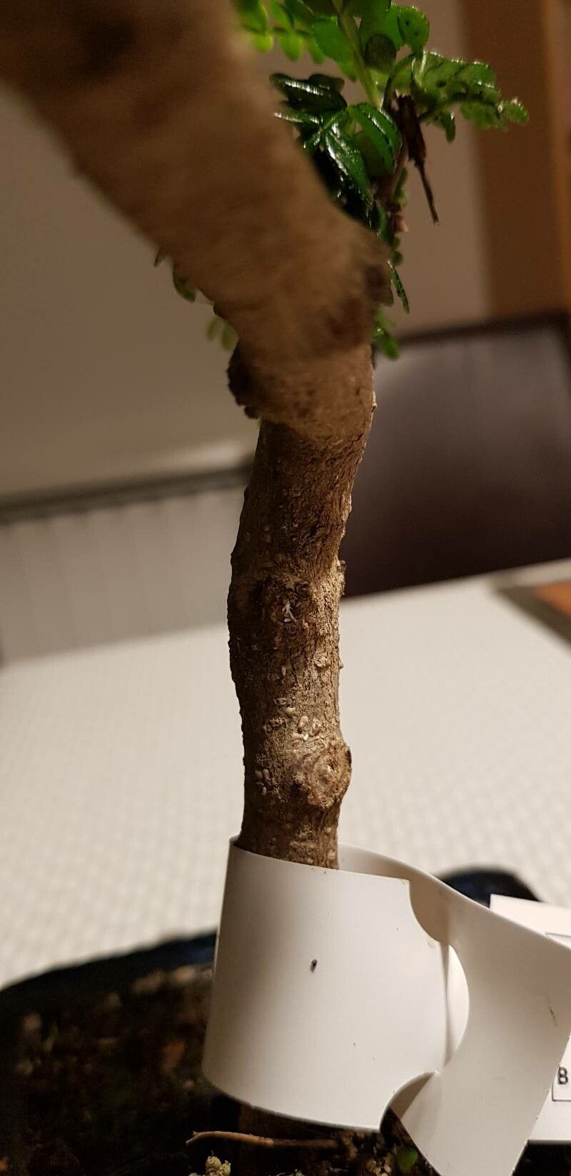 Zanthoxylum fagara bark