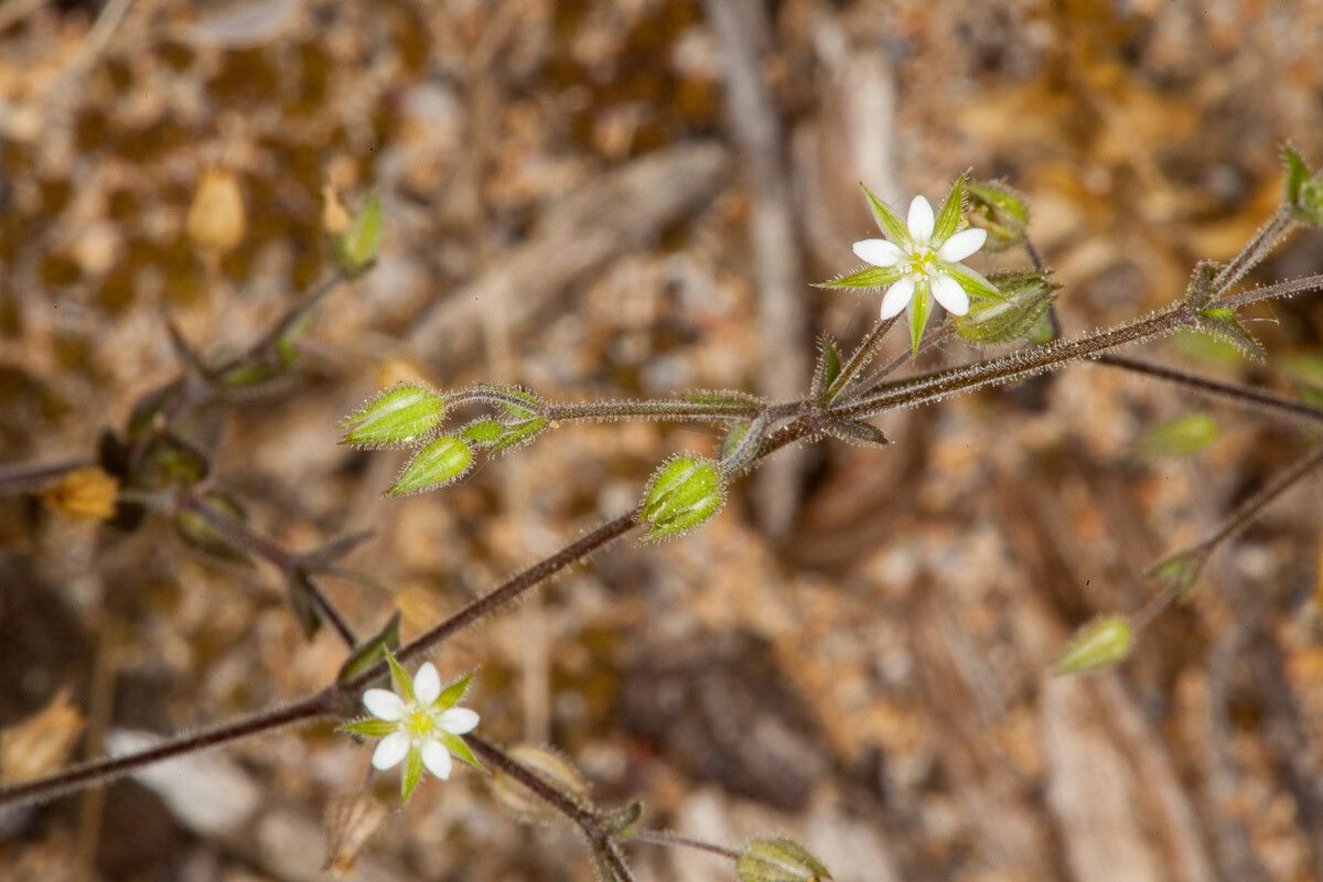 Arenaria leptoclados flower