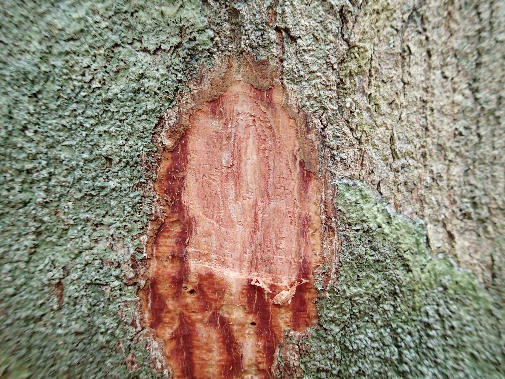Cupaniopsis apiocarpa bark